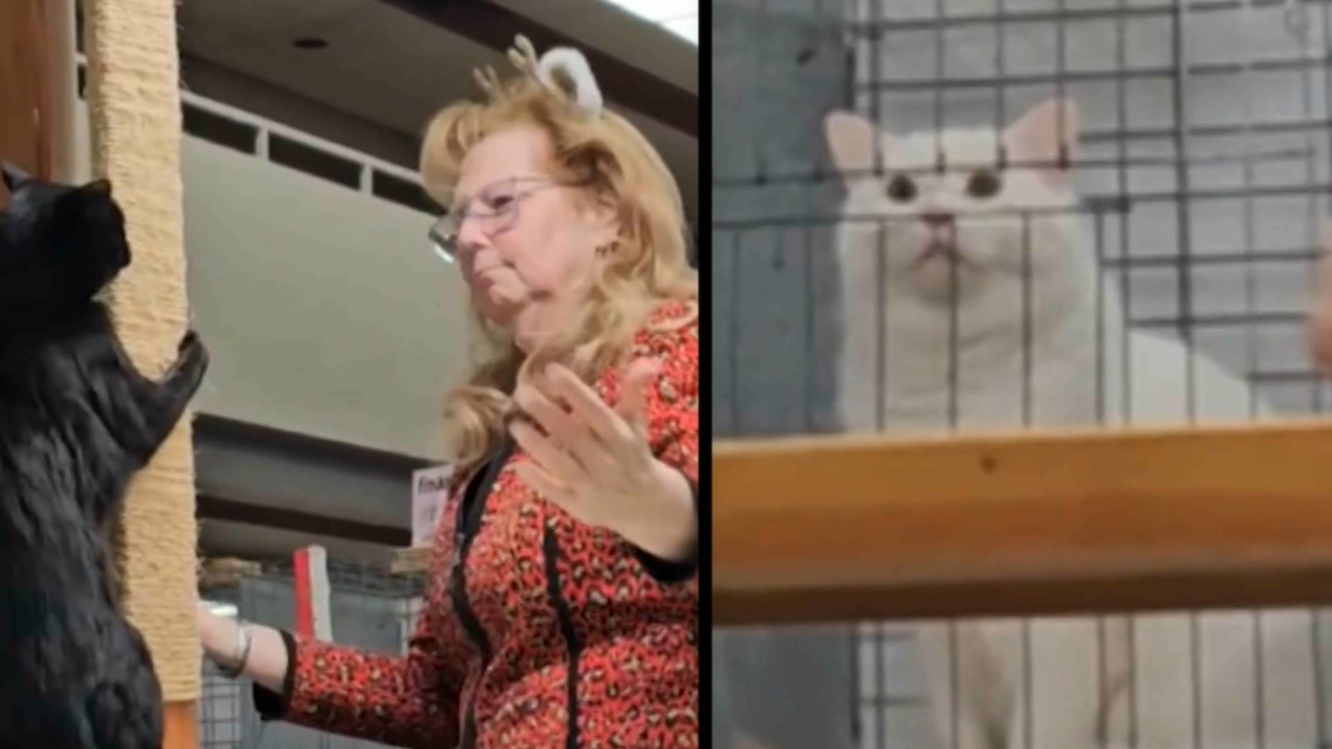 صفعها بحركة مفاجئة.. شاهد كيف انتقم قط من حكم مسابقة قطط منزلية أليفة