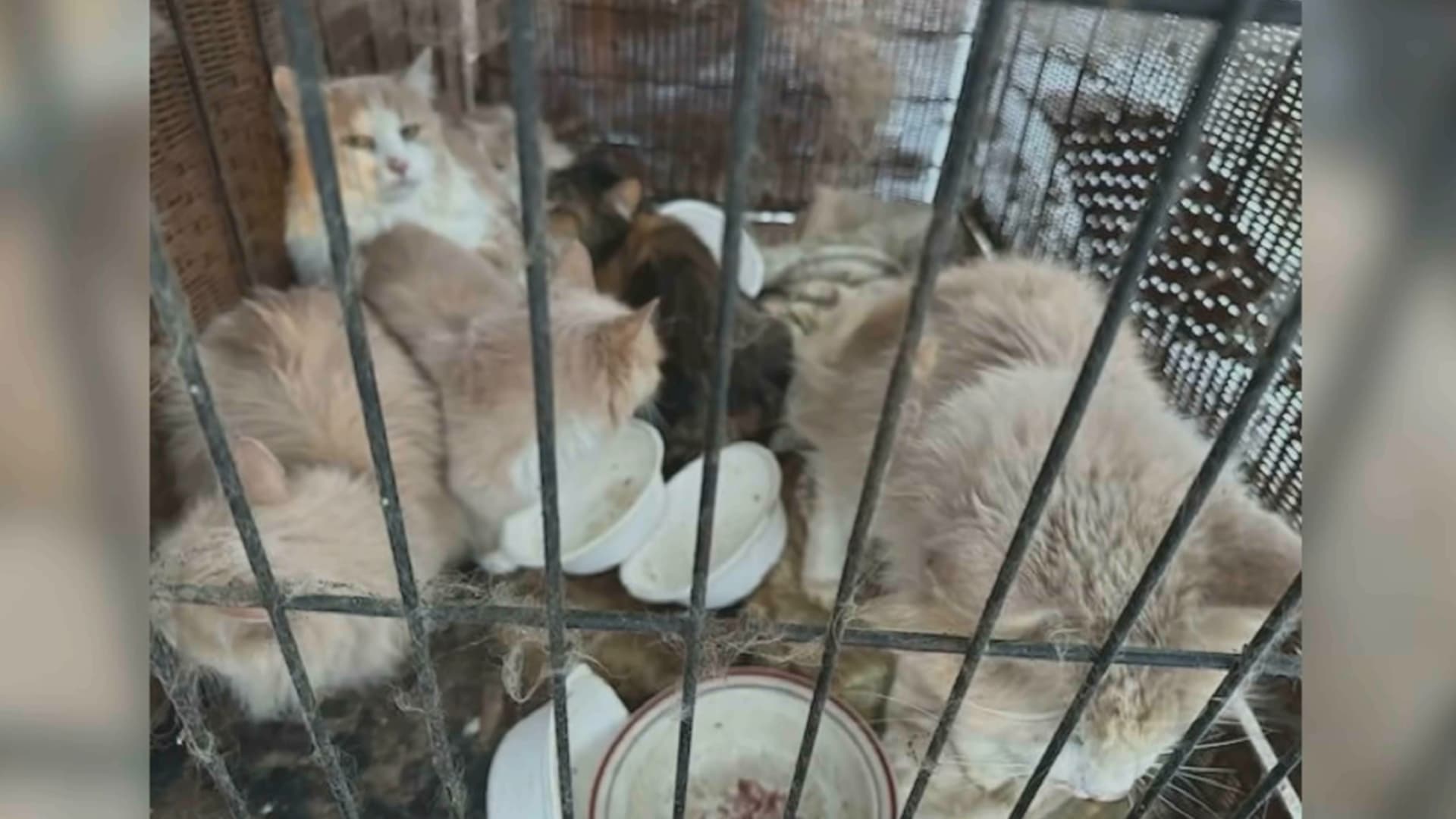 تركها تواجه مصيرها المجهول.. رجل يتخلى عن 22 قطة محبوسة في طقس متجمد