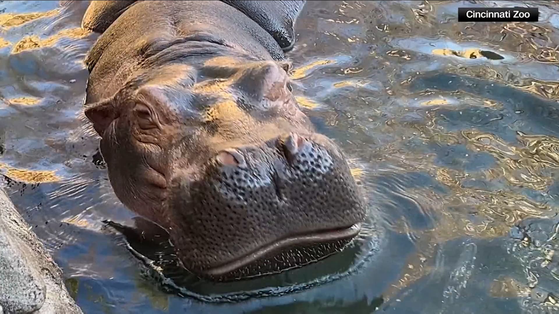 في أمريكا.. شاهد كيف احتفلت أنثى فرس نهر شهيرة تُدعى "فيونا" بعيد ميلادها السابع