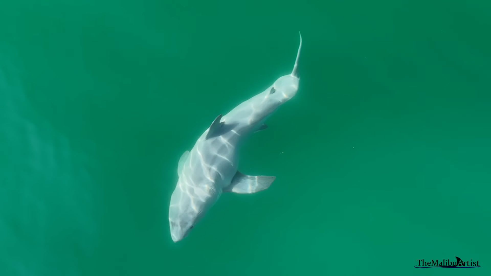 فيديو يرصد لأول مرة سمكة حديثة الولادة للقرش الأبيض الكبير