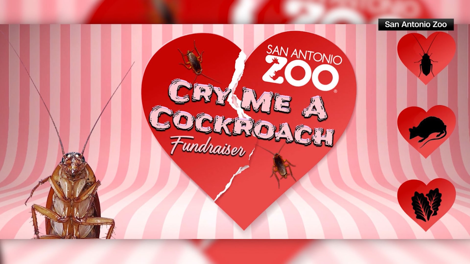 هل تريد الانتقام من حبيبك السابق في عيد الحب؟ يمكنك الآن تسمية صرصور باسمه! 1 هل تريد الانتقام من حبيبك السابق في عيد الحب؟ يمكنك الآن تسمية صرصور باسمه!