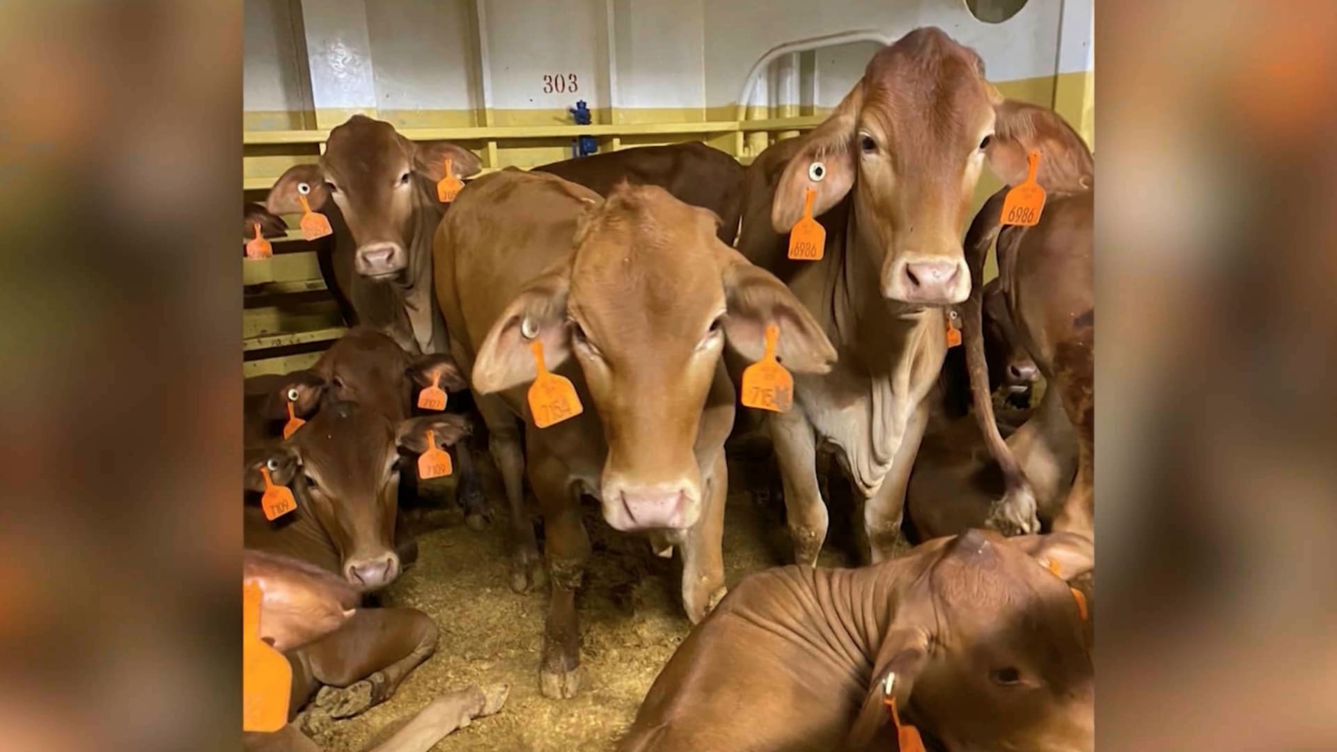 بقيت عالقة شهرًا في البحر.. سفينة أسترالية تحمل آلاف الحيوانات والماشية ترسو في بيرث 1 بقيت عالقة شهرًا في البحر.. سفينة أسترالية تحمل آلاف الحيوانات والماشية ترسو في بيرث