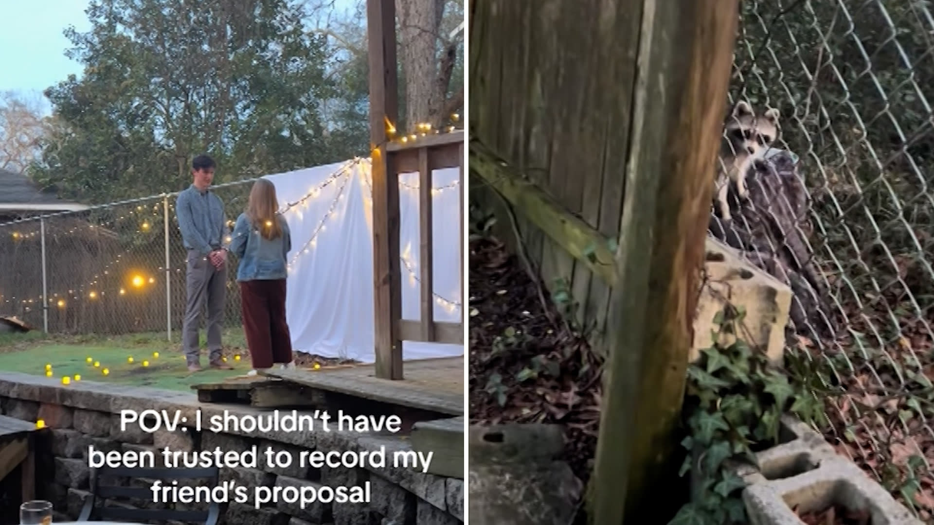 راكون يُفسد توثيق اللقطة الحاسمة في عرض زواج مفاجئ بأمريكا.. شاهد ما حدث 1 راكون يُفسد توثيق اللقطة الحاسمة في عرض زواج مفاجئ بأمريكا.. شاهد ما حدث