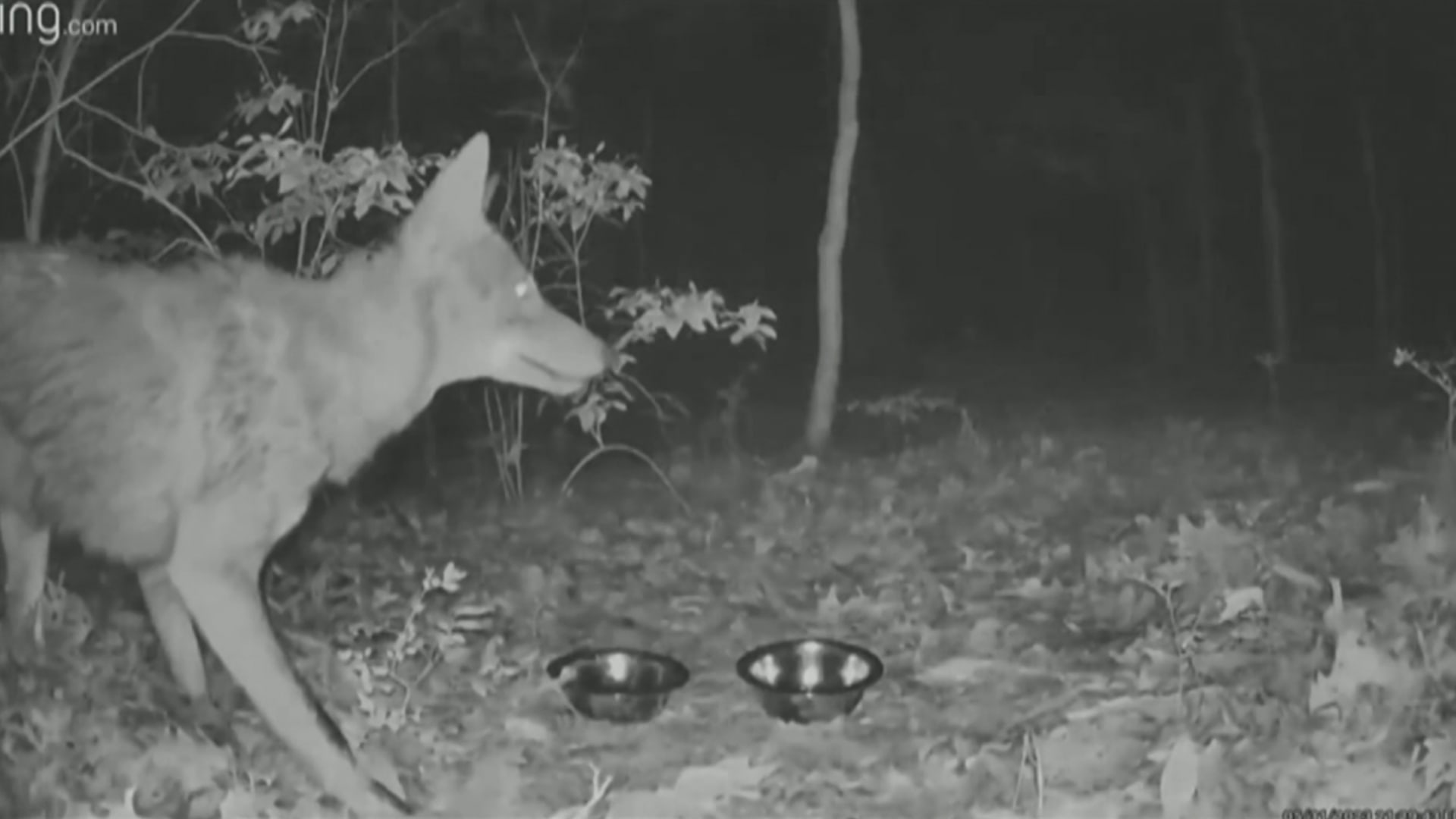 ذئب شرس ينقض على رجل كان يتنزه بين الأدغال.. شاهد ما حدث