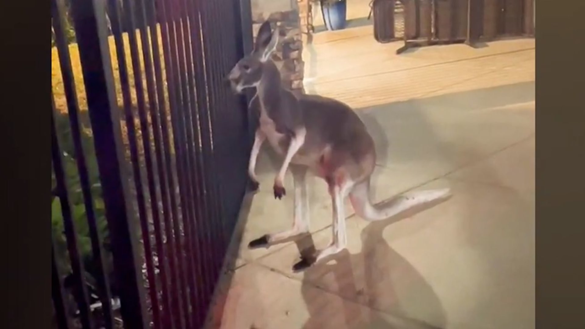 كنغر طليق يثير الذعر في حي سكني في فلوريدا.. شاهد ما حدث