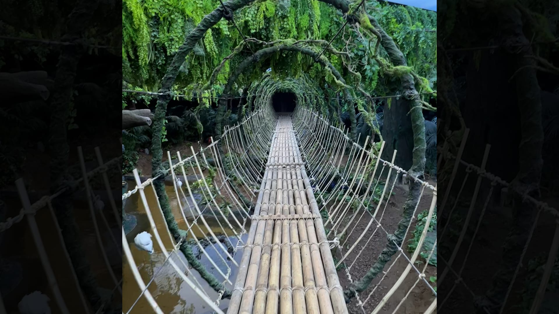 "غابة" وسط جدة؟ سعودية تكشف عن تجربة استثنائية لمحبي الطبيعة والمغامرات