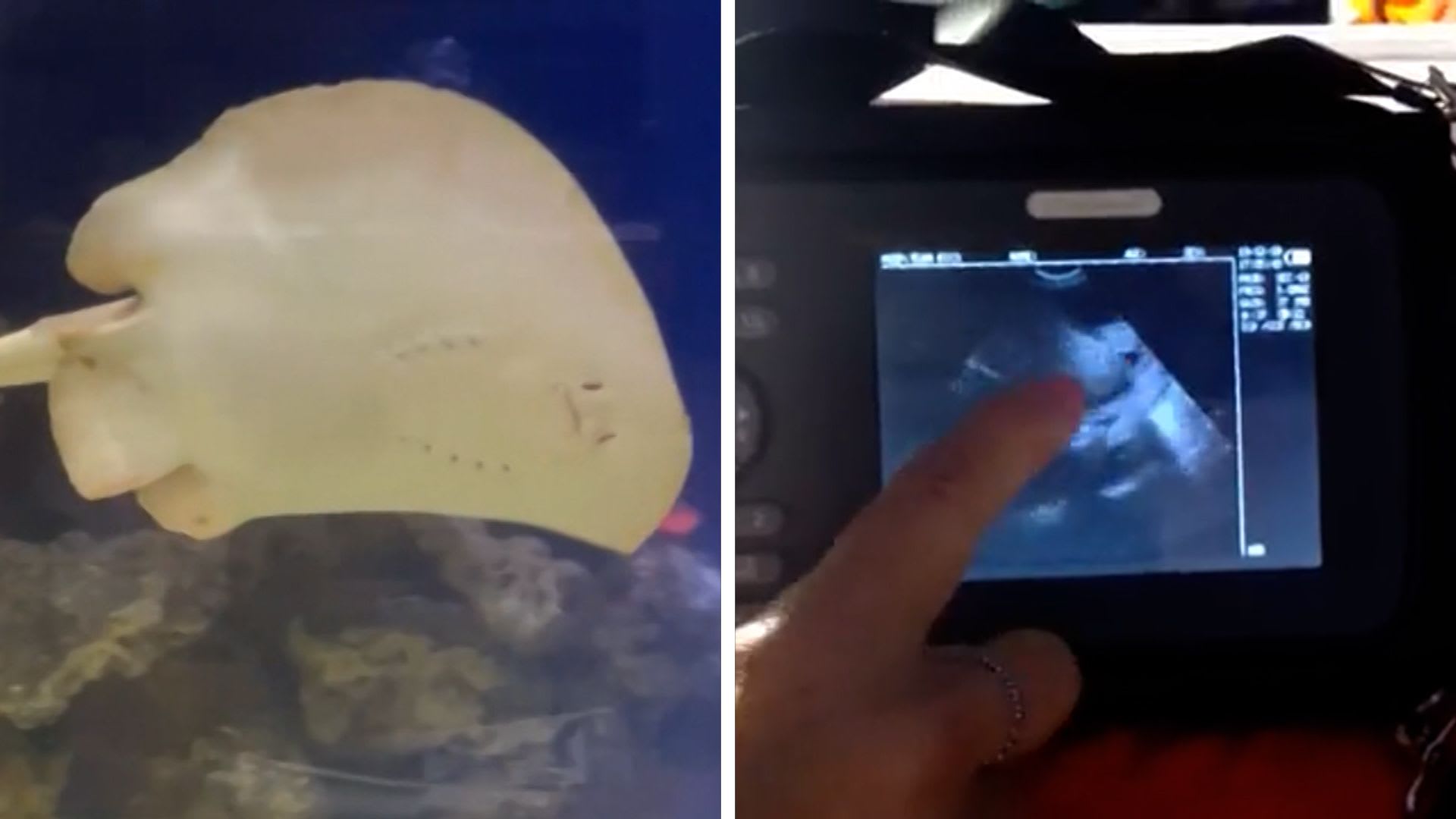 غموض يلفّ حمل سمكة راي لاسع.. كيف ذلك وهي لم تعرف ذكرًا في حوضها؟