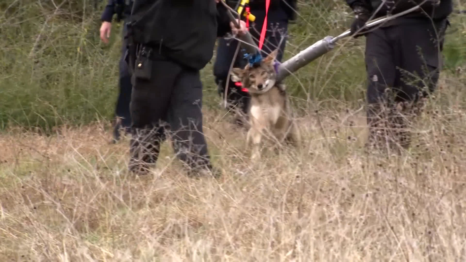 نهش 3 أطفال.. شاهد مصير ذئب قيوط أثار رعب عائلات بحي سكني في تكساس