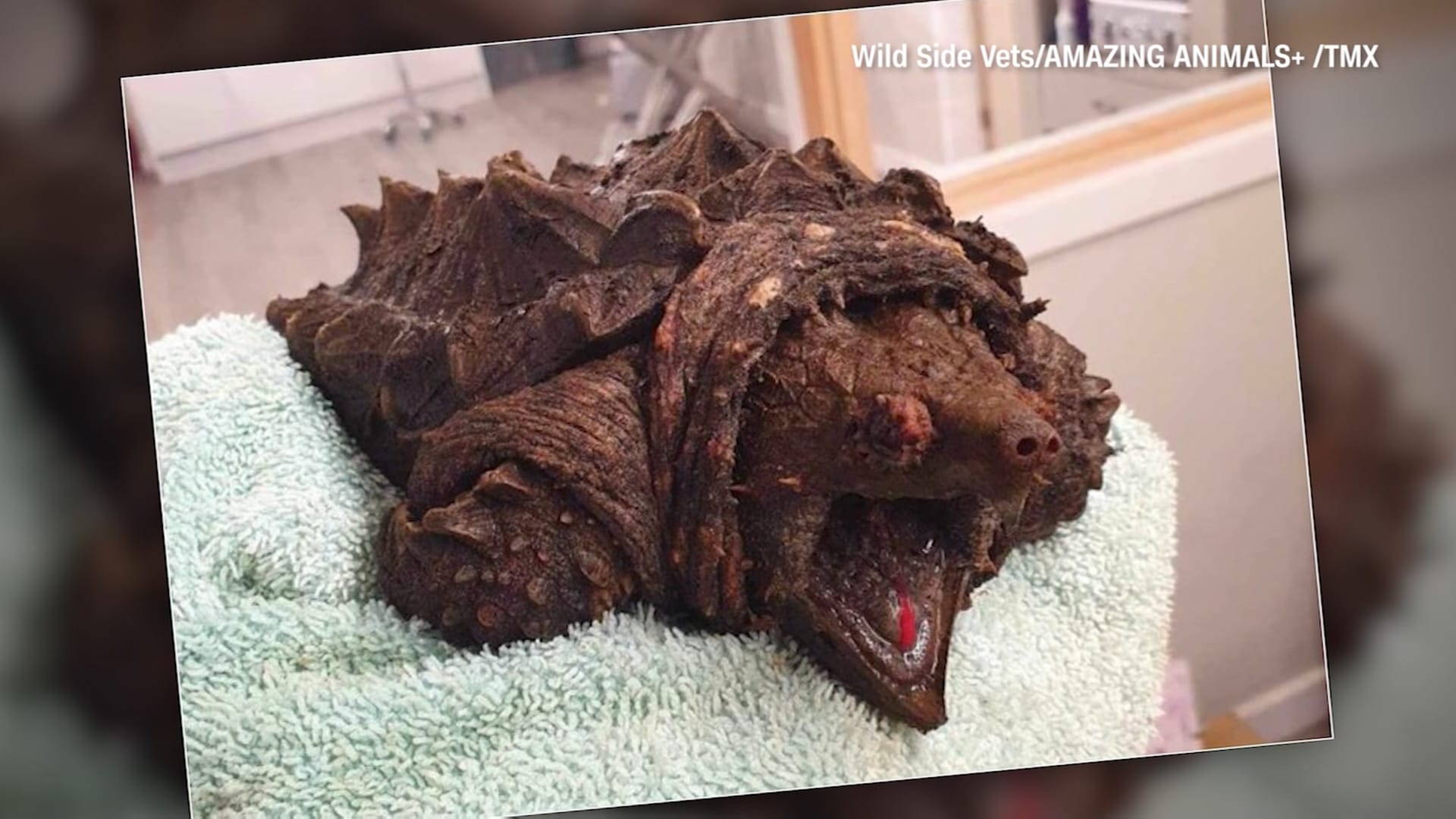 سلحفاة تنهش العظام أيضًا شبيهة بالديناصور عُثر عليها في بركة إنجليزية.. هل هذا موطنها؟