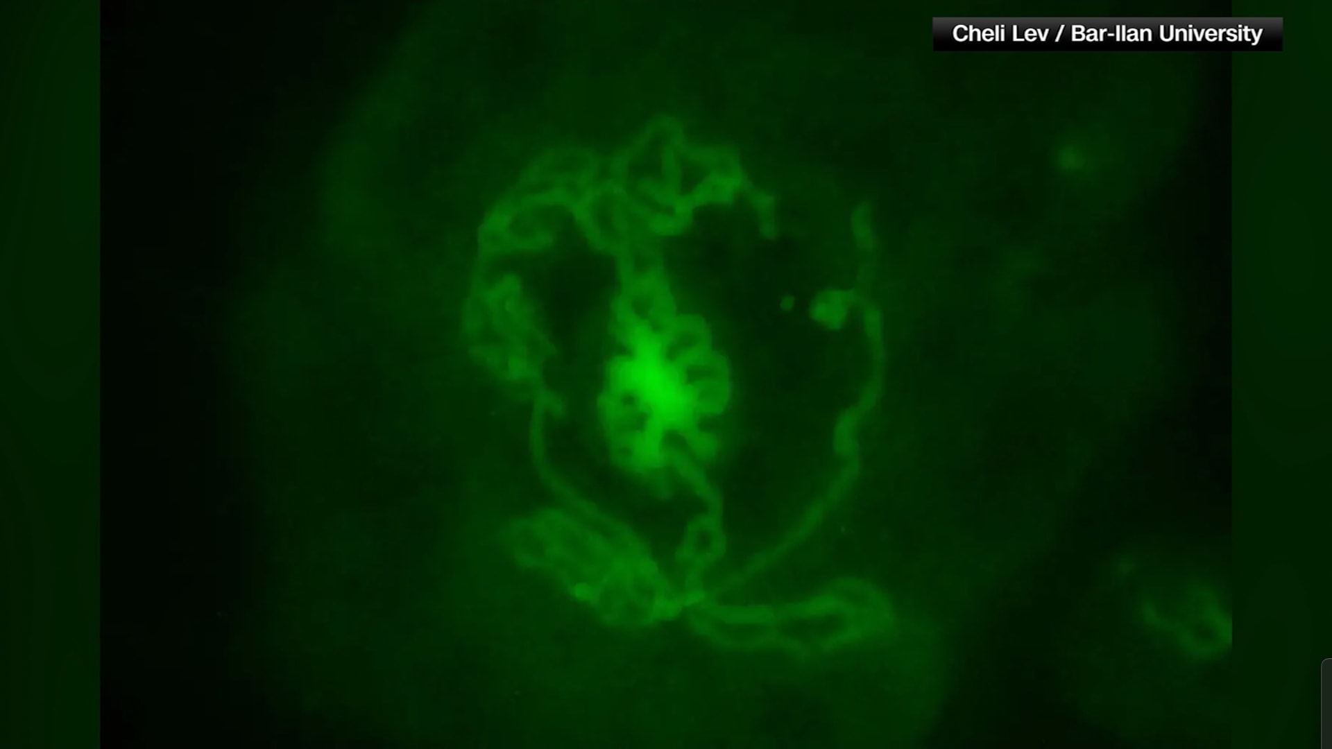 تصنيع خصيتين بالمختبر.. إليكم أين وصل العلم بعلاج العقم عند الرجال