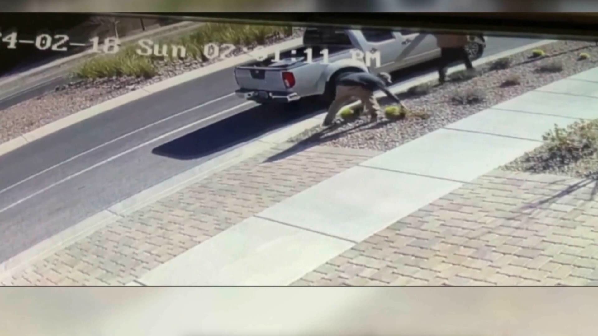 سرقة غريبة من نوعها.. كاميرا ترصد شخصين يقتلعان نباتات الصبار من حي سكني ويفران هاربين