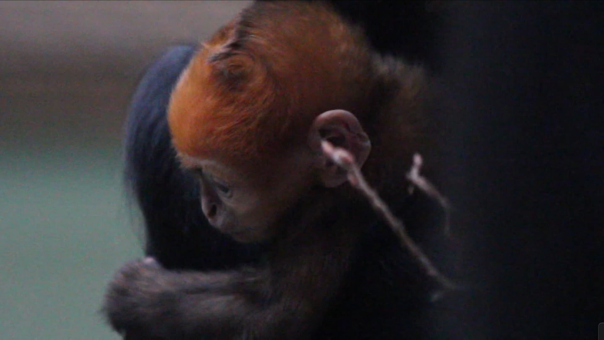 لم يبق سوى ألفين من نوعه على كوكبنا.. شاهد الصور الأولى لقرد صغير ناريّ اللون 1 لم يبق سوى ألفين من نوعه على كوكبنا.. شاهد الصور الأولى لقرد صغير ناريّ اللون