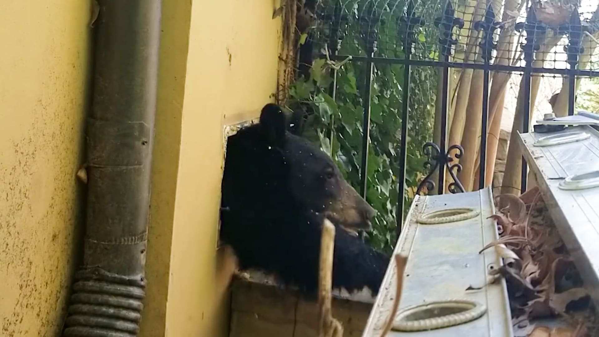 بعد انتهاء موسم السبات.. شاهد دبًا يزحف خارجًا من فتحة تهوية منزل اعتبره مأوى له