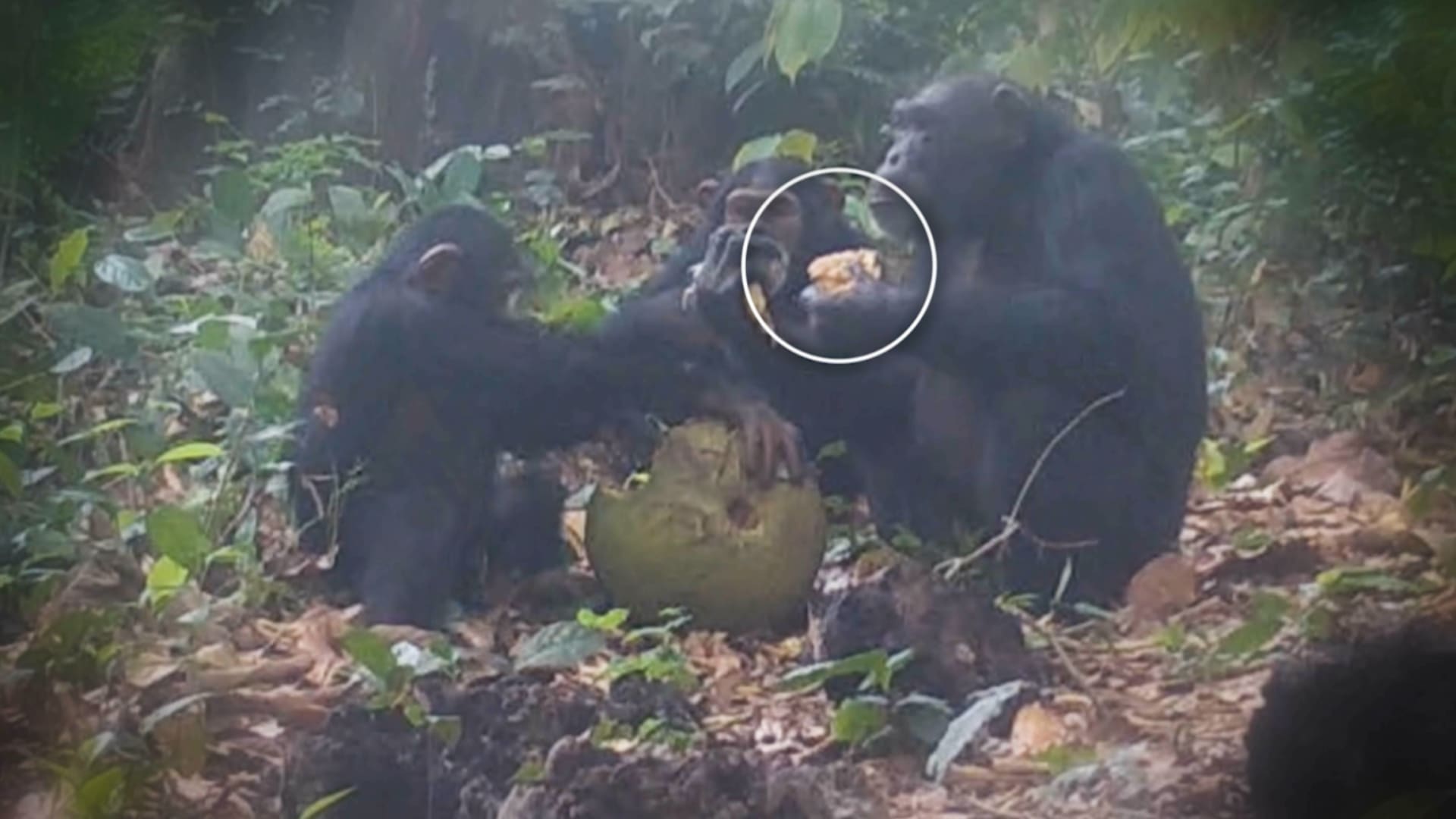 فيديو جديد يظهر كيف يمكن للشمبانزي تكوين علاقات عبر أكل فاكهة مخمرة