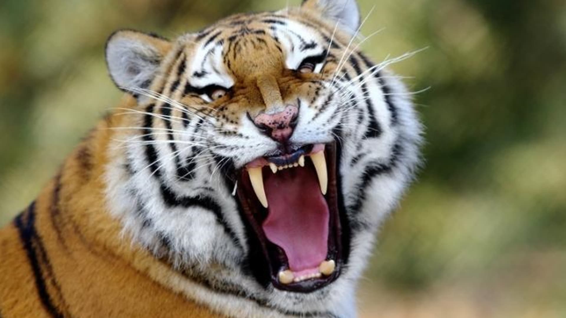 صور مدهشة لحيوانات تتثاءب أمام مصورها.. ما سرها؟
