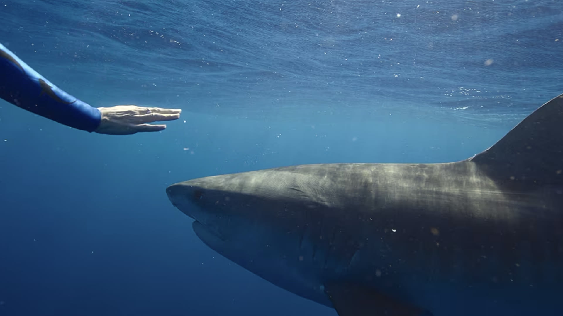 "Shark Whisperer".. وثائقي مثير للجدل عن الهوس بأسماك القرش
