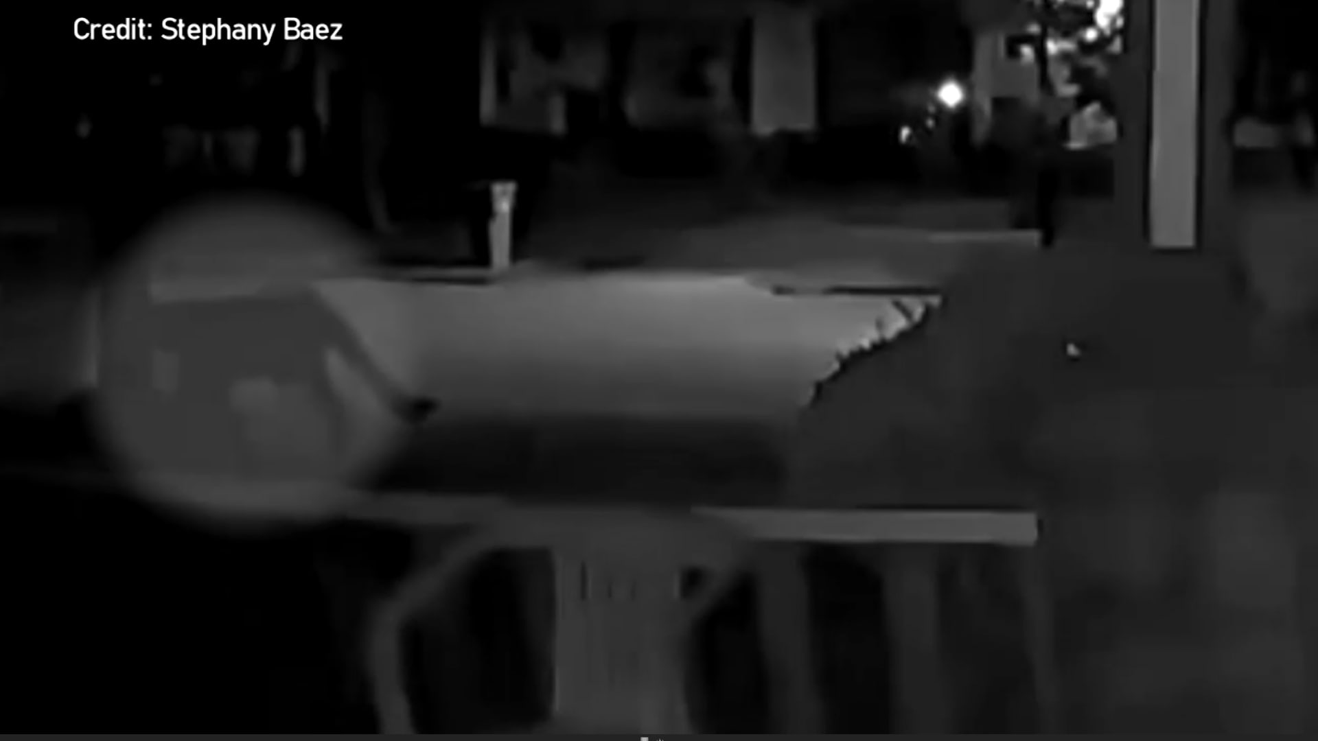 ظهور حيوان بري ضخم يثير الذعر في نيويورك.. شهود يروون التفاصيل