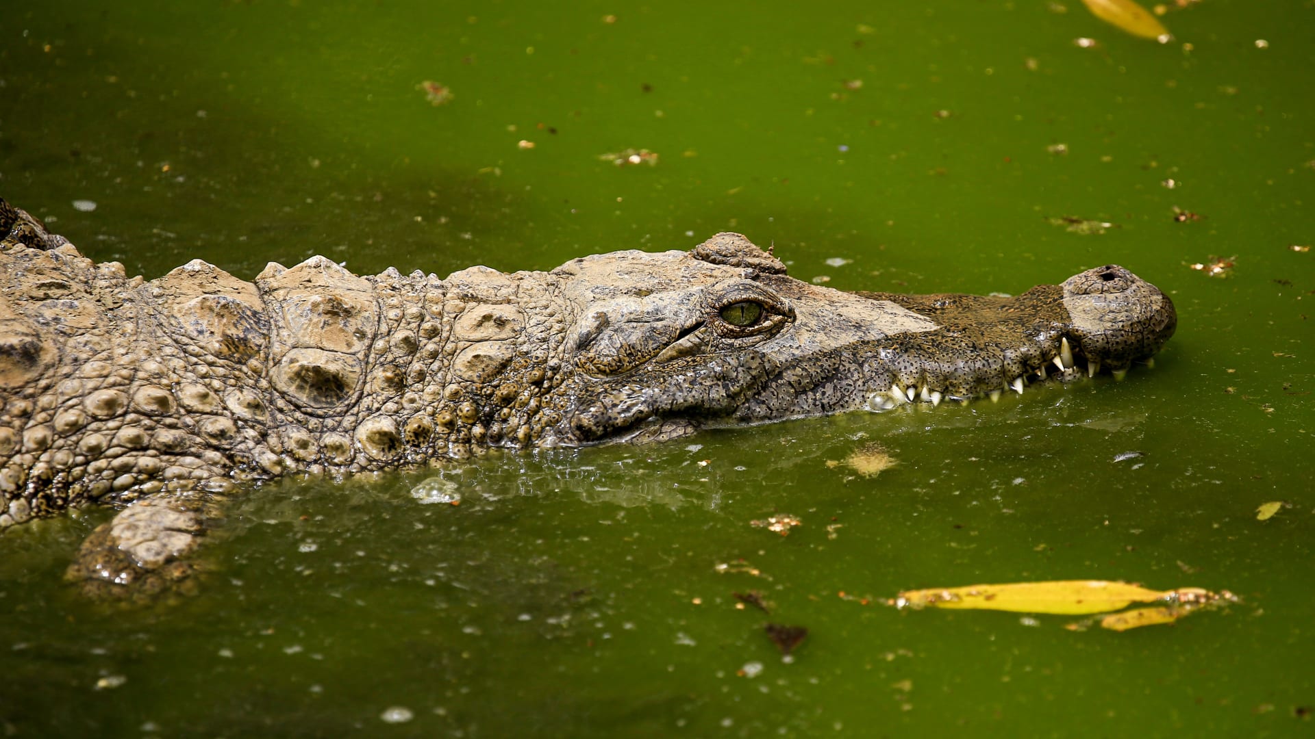 مصر.. تشكيل لجنة "عاجلة" للتحقق من "رصد" تماسيح بمحافظة الشرقية