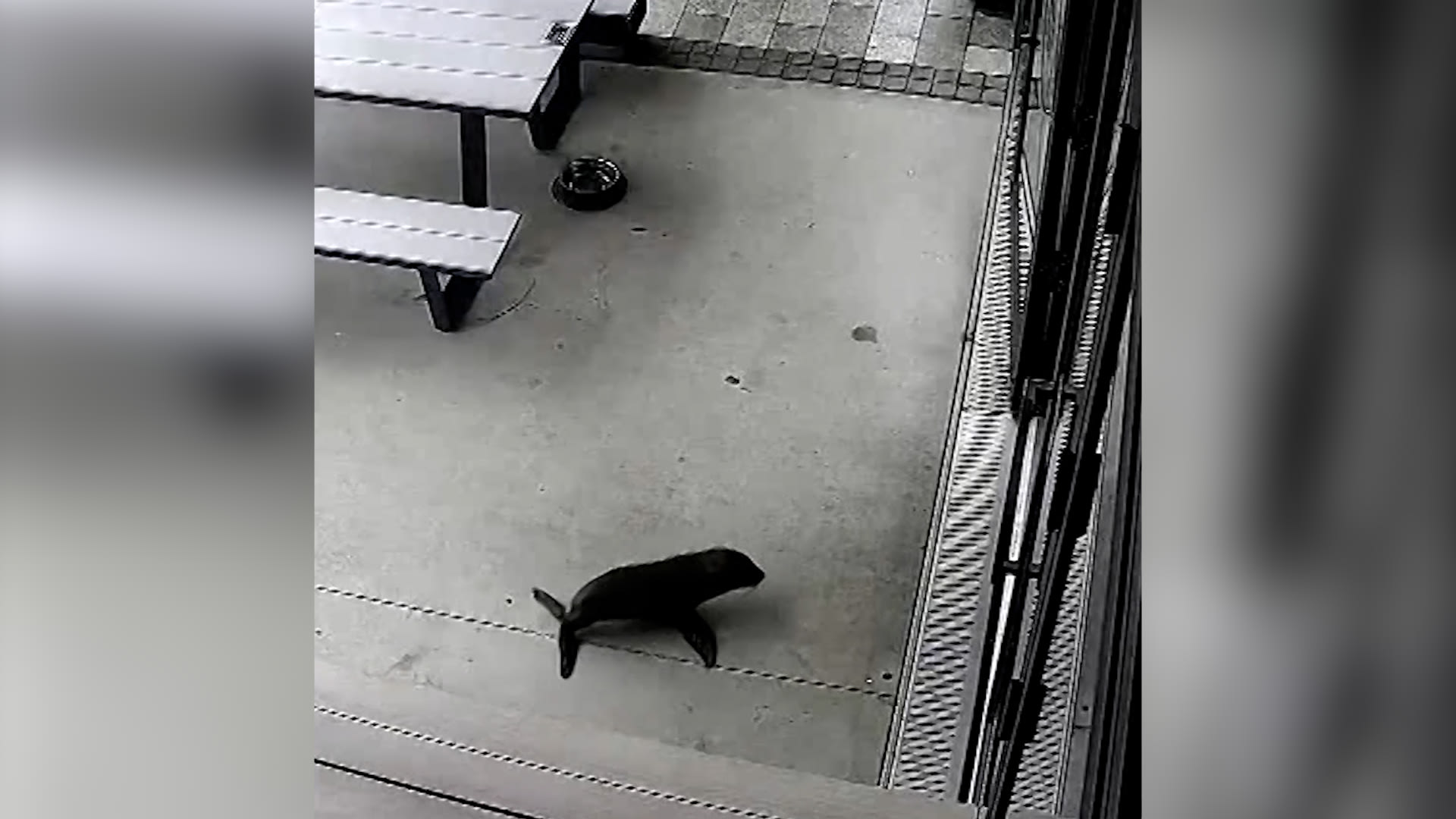 فقمة صغيرة تتجول في حانة.. شاهد ما رصدته الكاميرا