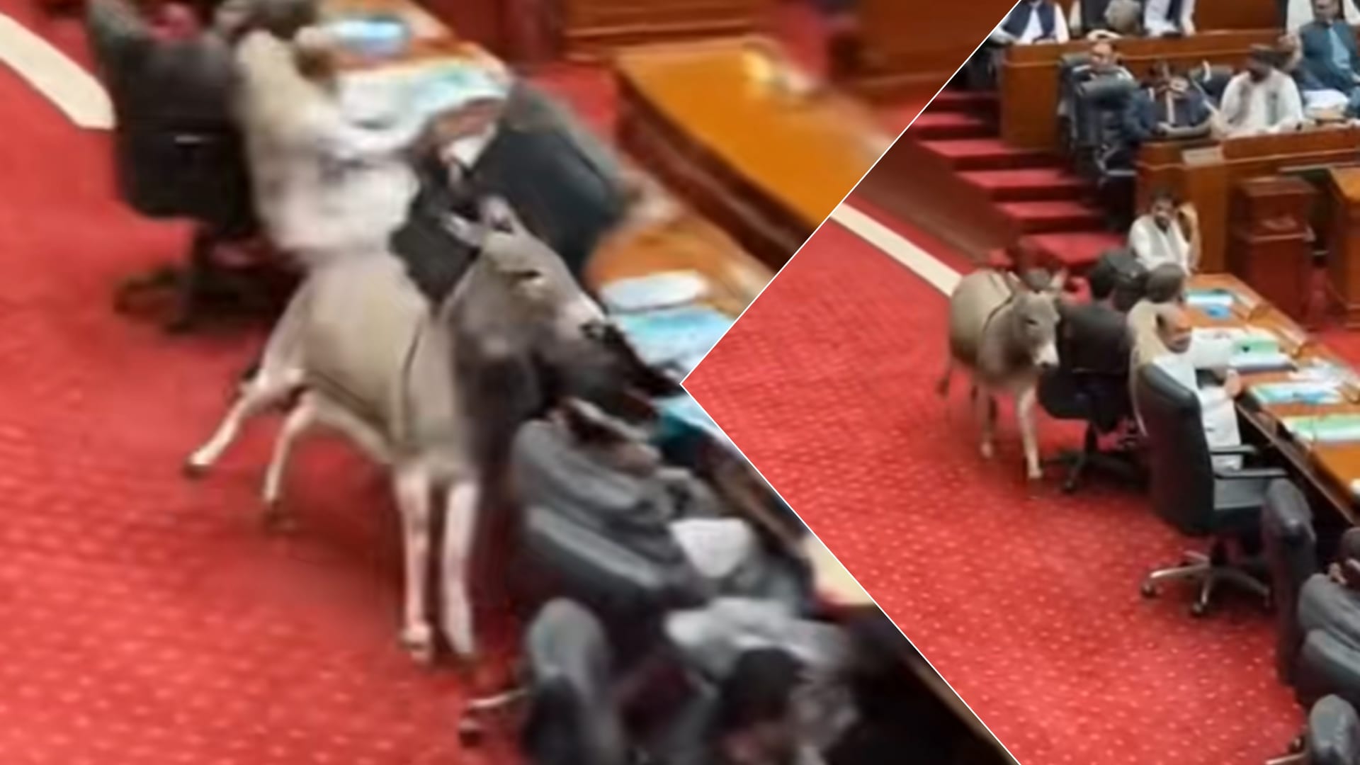 "حمار يقتحم قاعة البرلمان في باكستان".. هذه حقيقة الفيديو المتداول