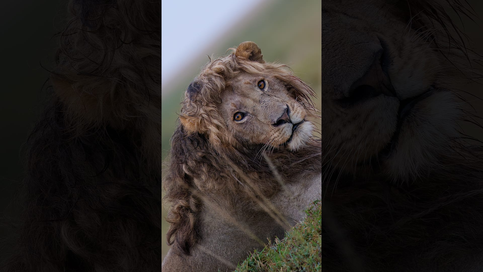 إطلالة تليق بملك.. طيّار يوثق لحظة مهيبة لأسد بشَعرٍ مجعّد في كينيا