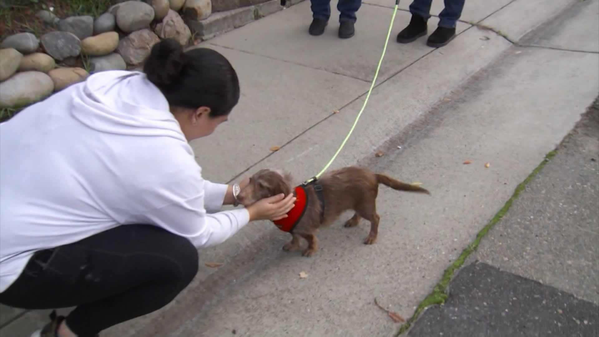 كلب مفقود يعود إلى منزله بعد 5 سنوات