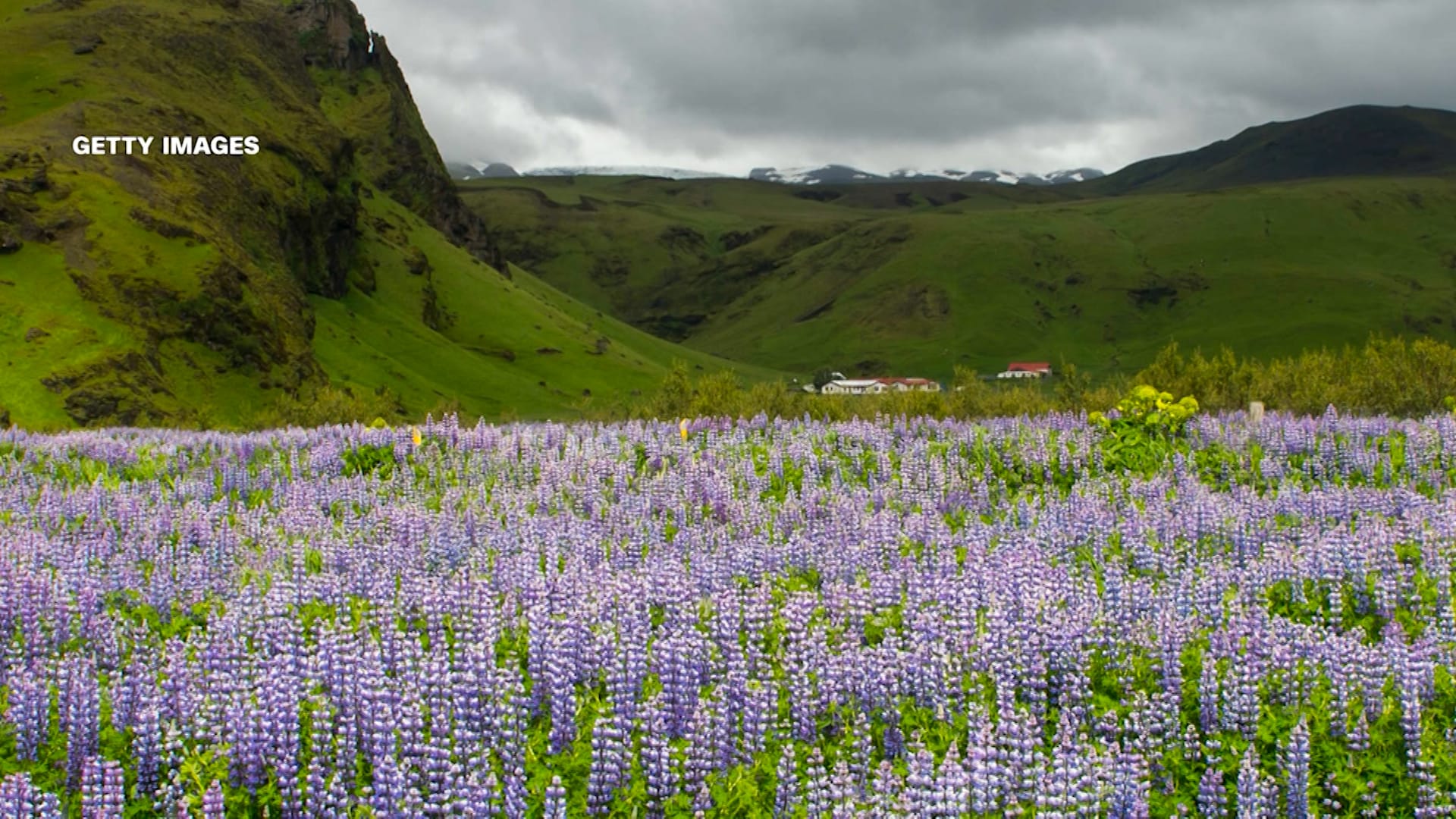 زهور جميلة لكنها مدمرة.. كيف تحوّل نبات مستورد إلى كابوس بيئي في آيسلندا؟