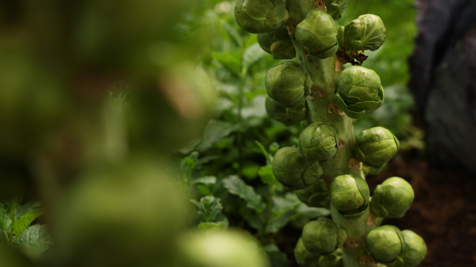 يُشبه الملفوف.. كيف يساعد كرنب بروكسل في الوقاية من الأمراض؟