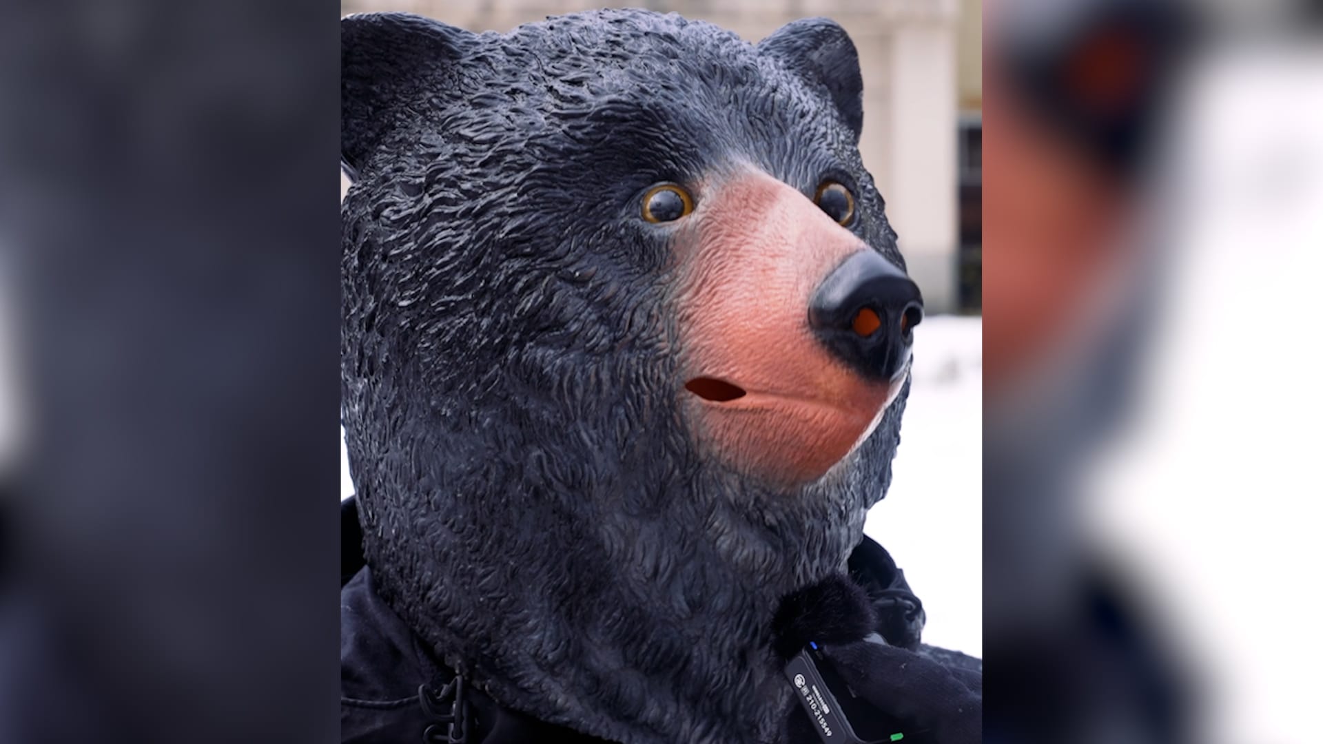 بعد رقم قياسي من الهجمات المميتة.. كيف تتعامل اليابان مع أزمة الدببة؟