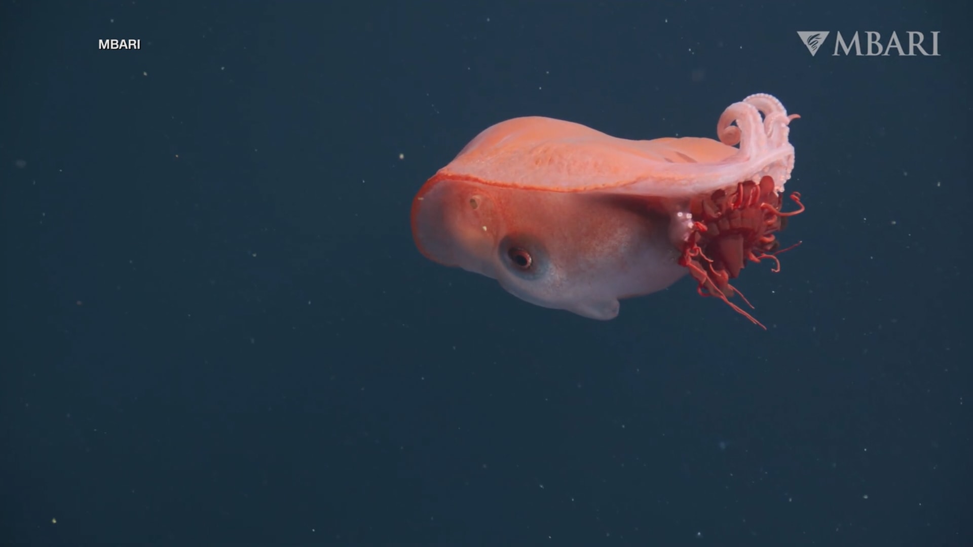 أخطبوط نادر جدًا بسبع أذرع رصده مستكشفون في عرض البحر قبالة كاليفورنيا