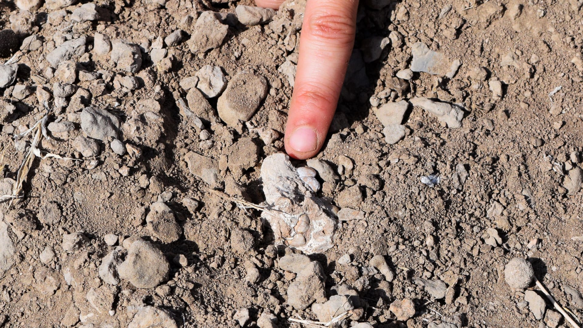 أحفورة قدم غامضة قد تُحدث هزّة في شجرة العائلة الإنسانية.. لماذا؟