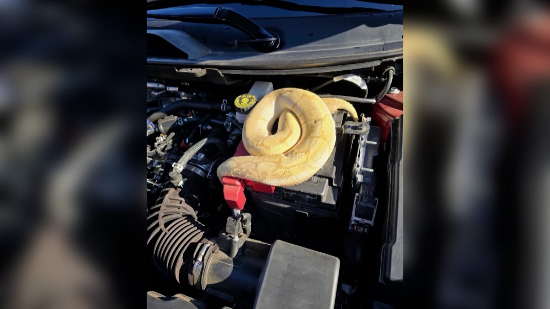 رائحة غريبة.. تقود رجلًا الى إكتشاف ثعبان تحت غطاء محرك سيارته