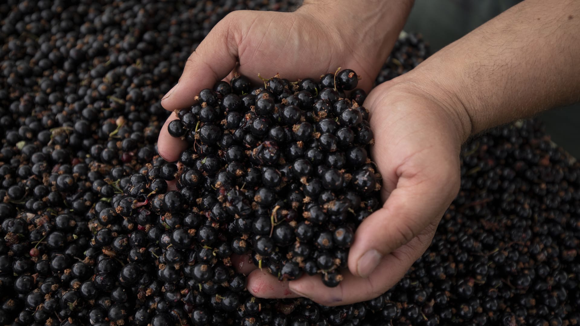 أحد أنواع التوت.. ما أبرز فوائد "الكشمش الأسود"؟