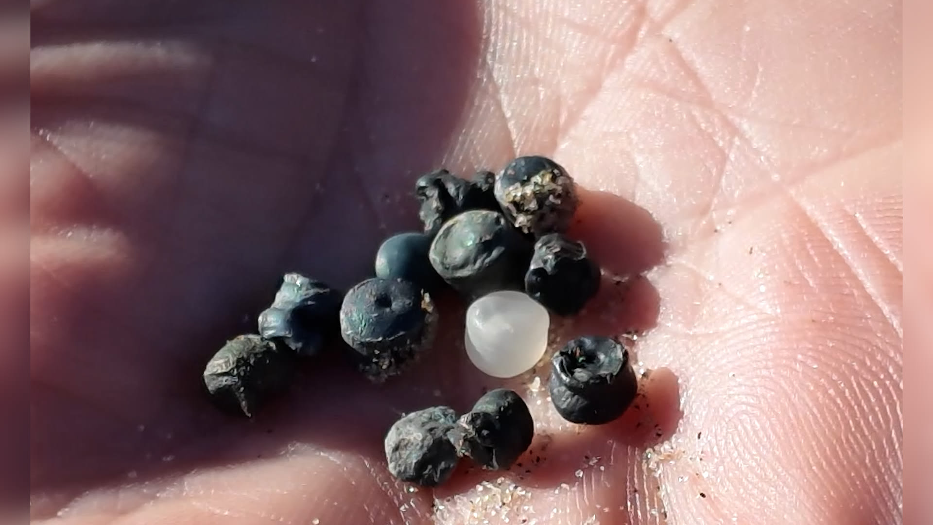 حادثة كارثية.. تسرب 10 أطنان من الخرز البلاستيكي الحيوي إلى الساحل بإنجلترا