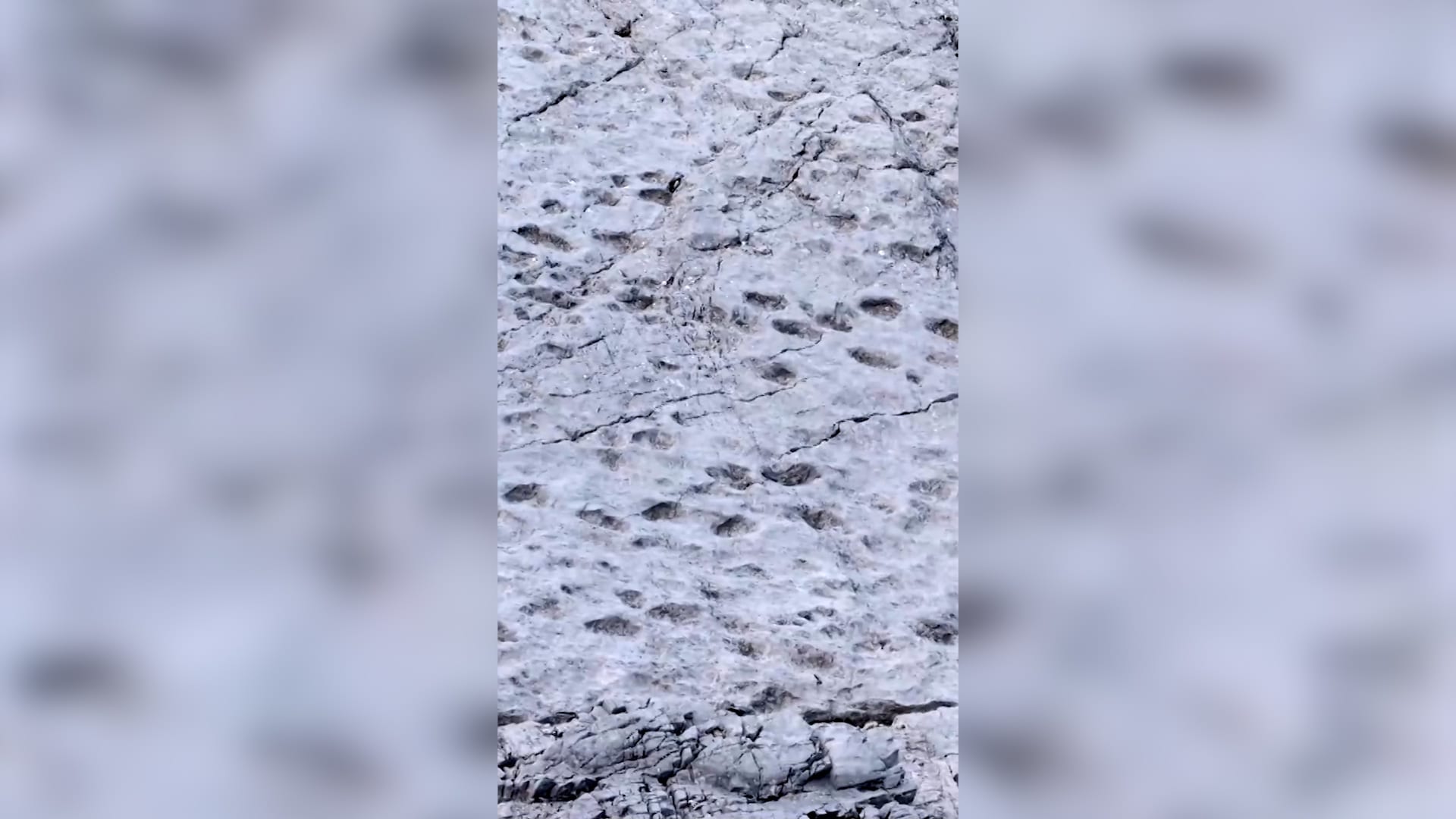 الديناصورات مرّت من هنا.. اكتشاف آثار أقدام تعود إلى أكثر من 200 مليون عام شمال إيطاليا