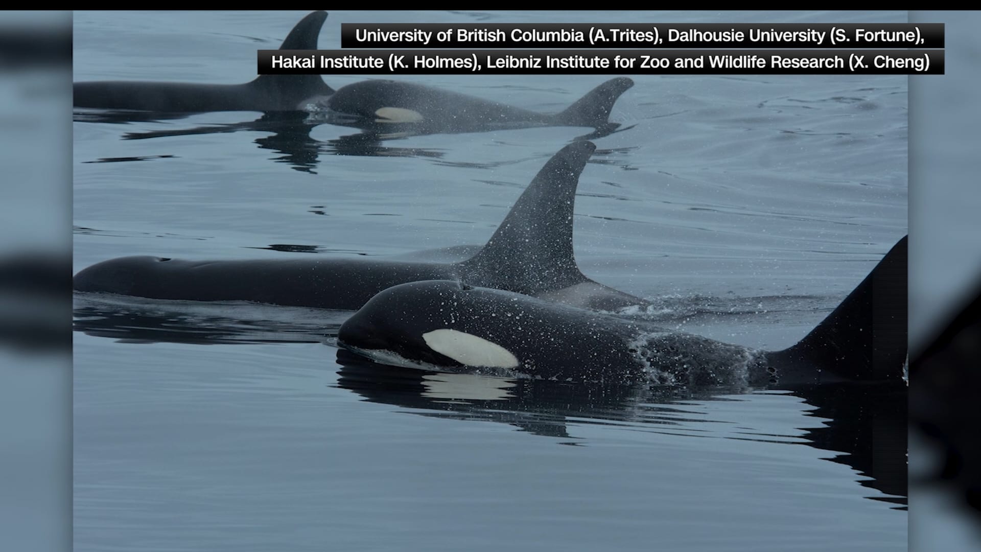 تعاون عالي الدقة بين حيتان الأوركا والدلافين قبالة سواحل كولومبيا البريطانية.. ما السبب؟