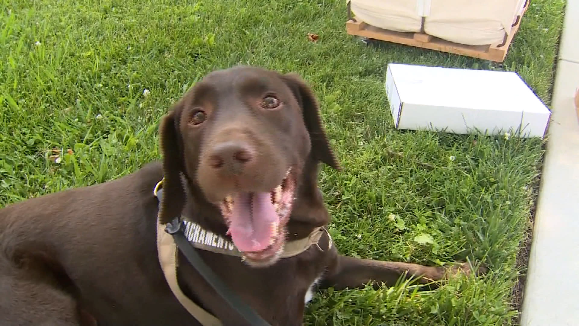 الكلب البوليسي "كولونيل" يُجبر على "التقاعد المبكر" من السلك الشرطي بأمريكا.. إليكم السبب