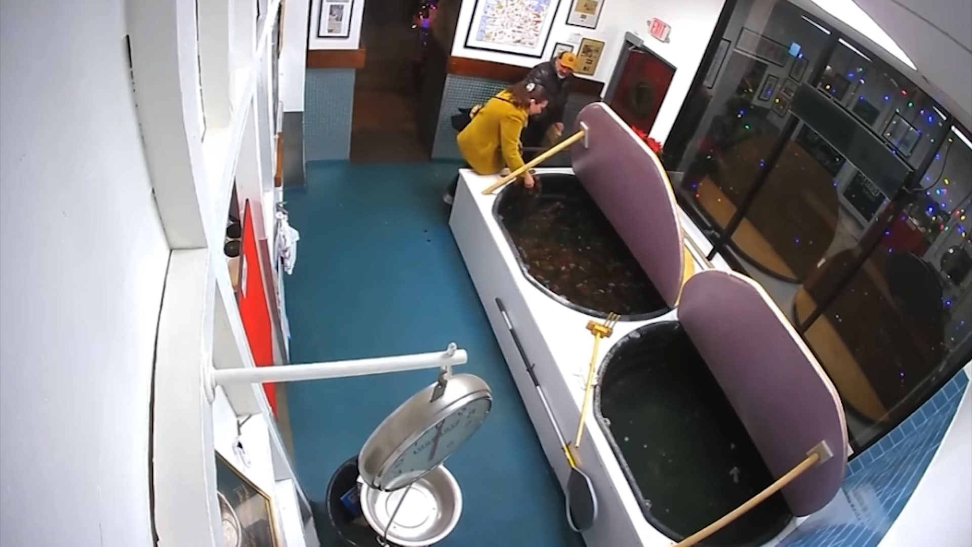 عملية سرقة غريبة.. لكركند على قيد الحياة من حوض في مطعم للمأكولات البحرية