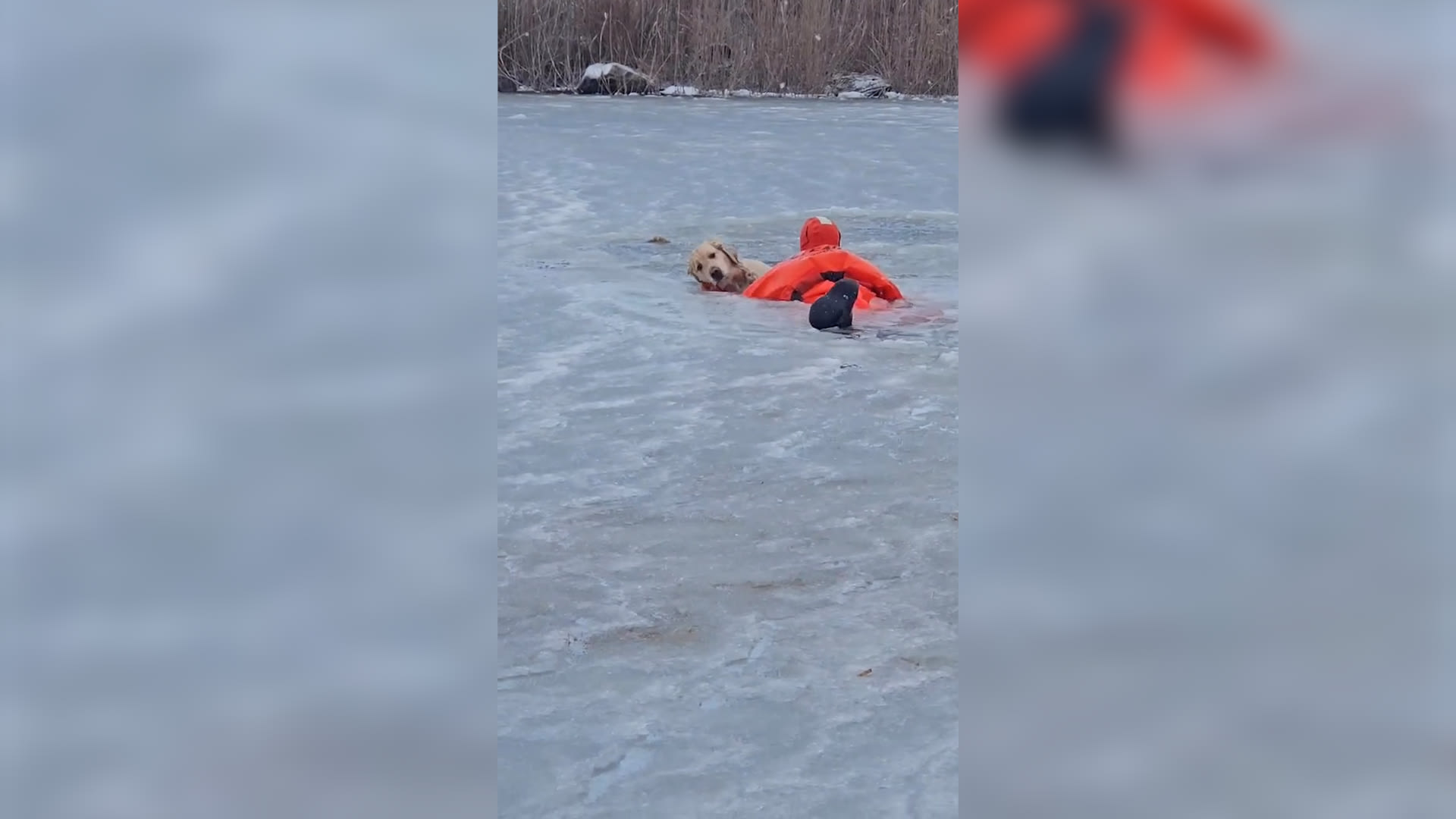 إنقاذ درامي لكلب سقط في بحيرة متجمدة في رود آيلاند الأمريكية