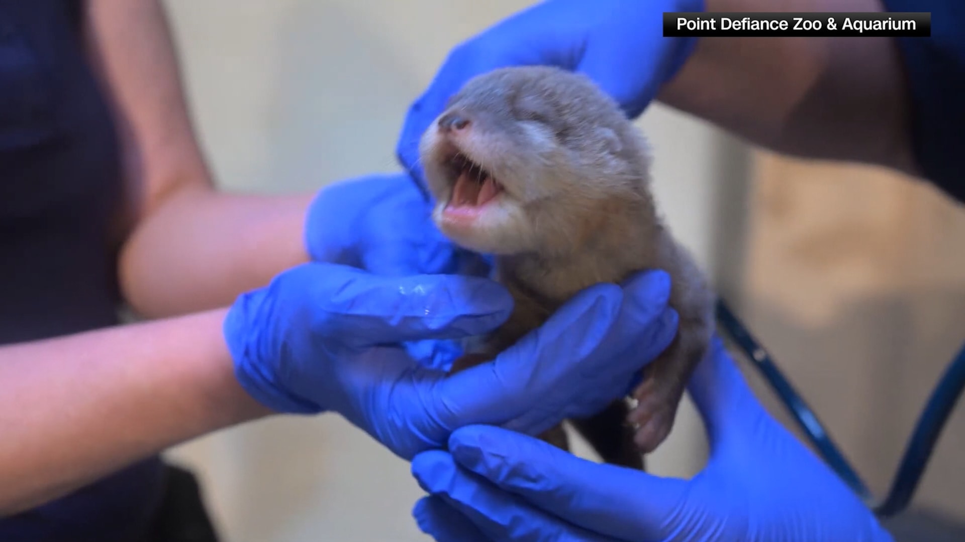 في واشنطن.. ولادة ثعلب ماء آسيوي صغير المخالب تخطف القلوب