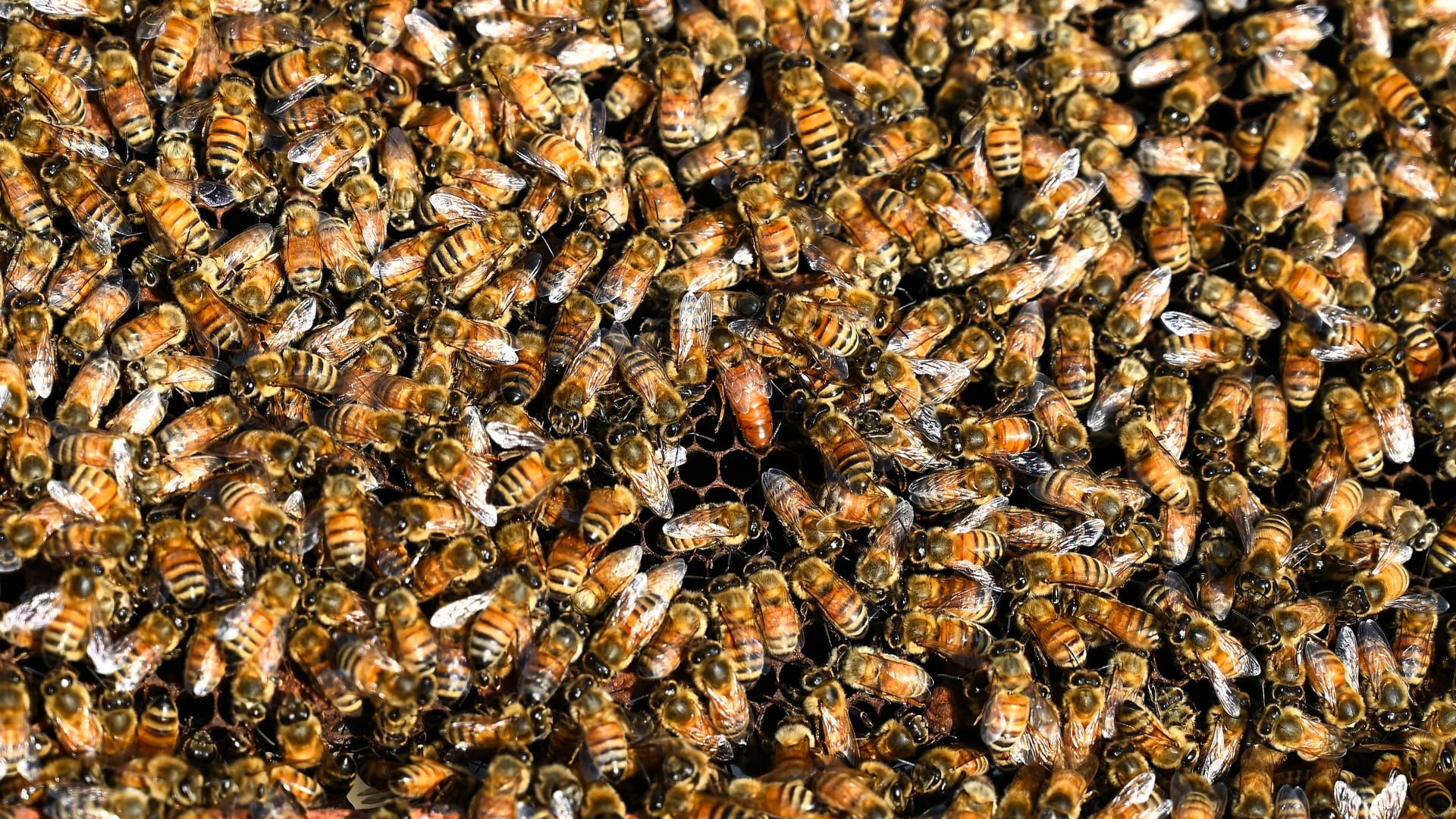 مصر: مقبرة غارقة في العسل تثير دهشة أهالي قرية بالمنوفية.. وصاحبها يوضح السبب