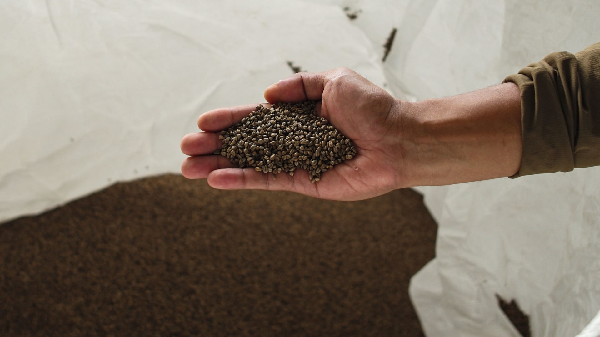 خيار ممتاز للبروتين.. كيف يمكن أن تحميك الحنطة السوداء من السرطان؟