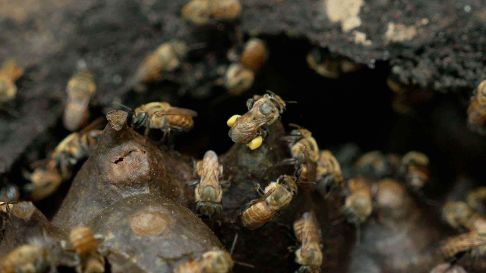 نحو 600 نوع من النحل غير اللاسع.. تعرف إلى فوائده لصحة البشر والكوكب