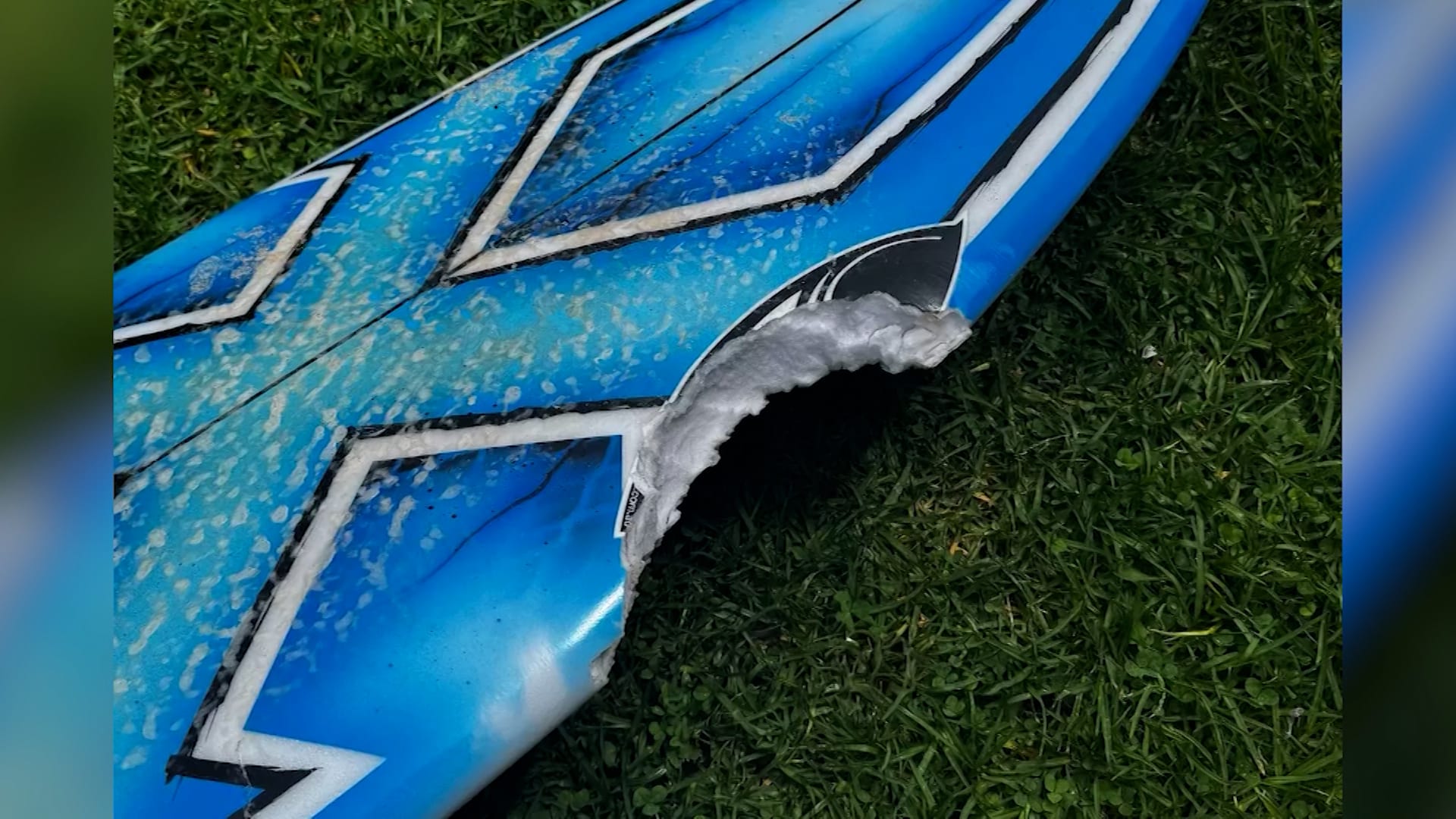 سلسلة هجمات نادرة لأسماك القرش تثير الذعر على سواحل سيدني