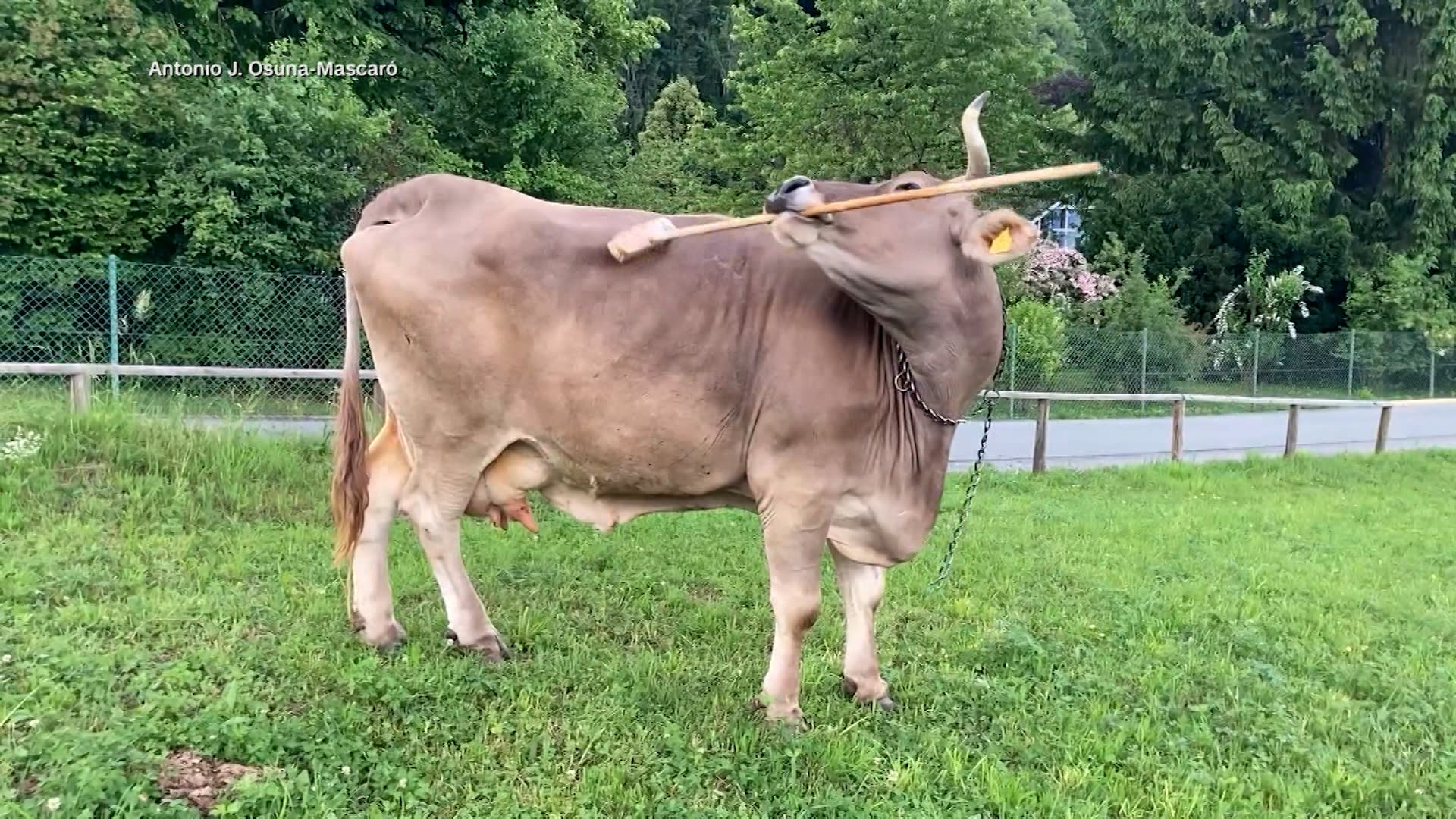 مشهد أدهش العلماء.. فيديو يظهر بقرة ذكية تحك جسدها بعصا