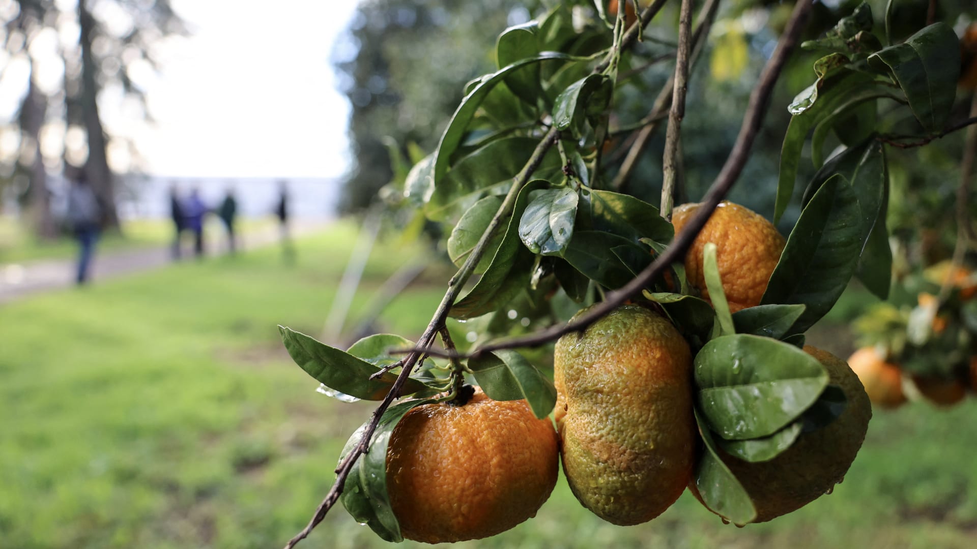 بعيدًا عن دورها في ترطيب الجسم.. لماذا يجب تناول الحمضيات؟