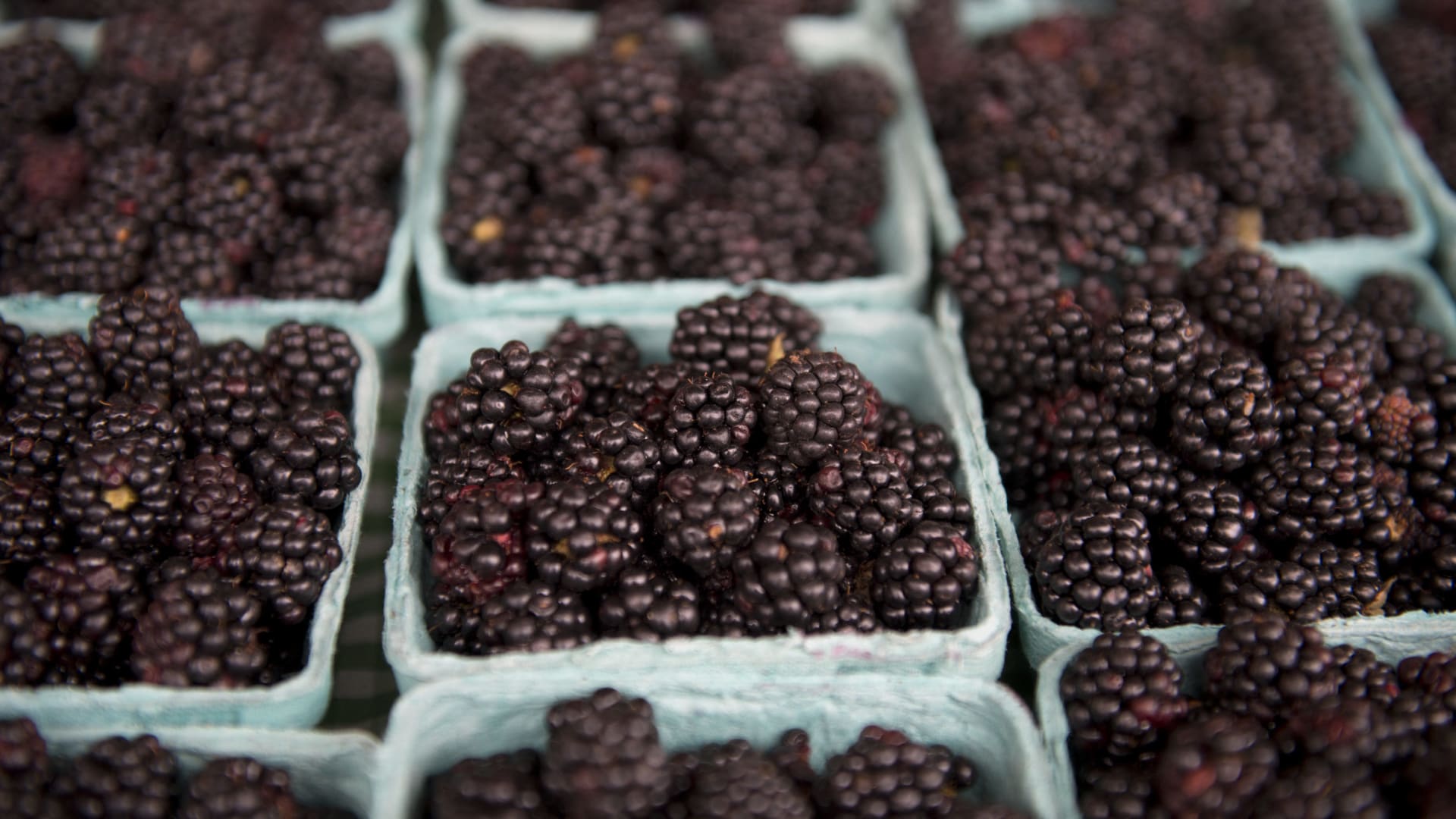 أبرز فوائد توت العليق الأسود..لماذا يُعتبر كنزًا غذائيًا؟