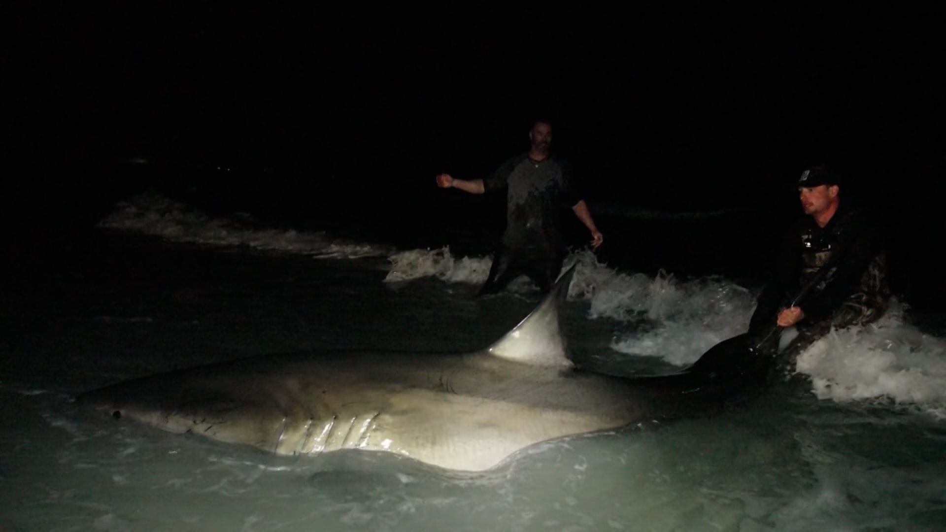 صيادون يواجهون قرشًا أبيض عملاقًا وينهون المعركة بشكل غير متوقع على شاطئ بفلوريدا