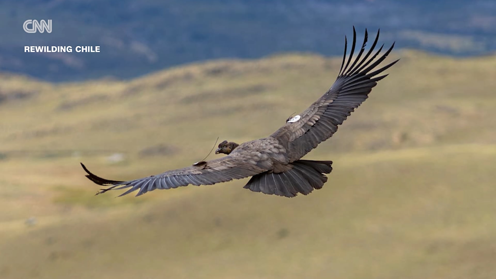 شاهد إطلاق 3 من أكبر أنواع النسور مجددًا في براري باتاغونيا