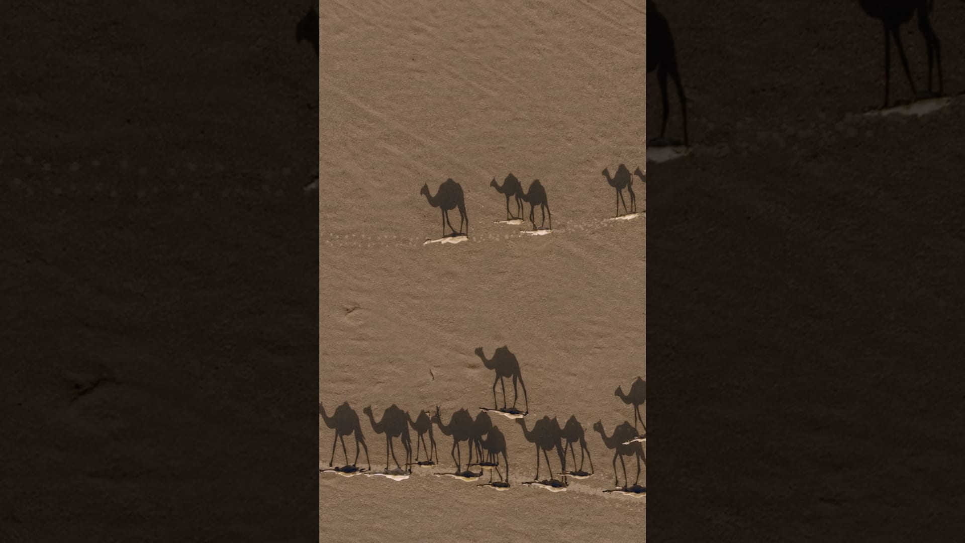 ظلال الإبل فوق رمال ذهبية.. مشهد جوي يخطف الأنظار في صحراء عُمان